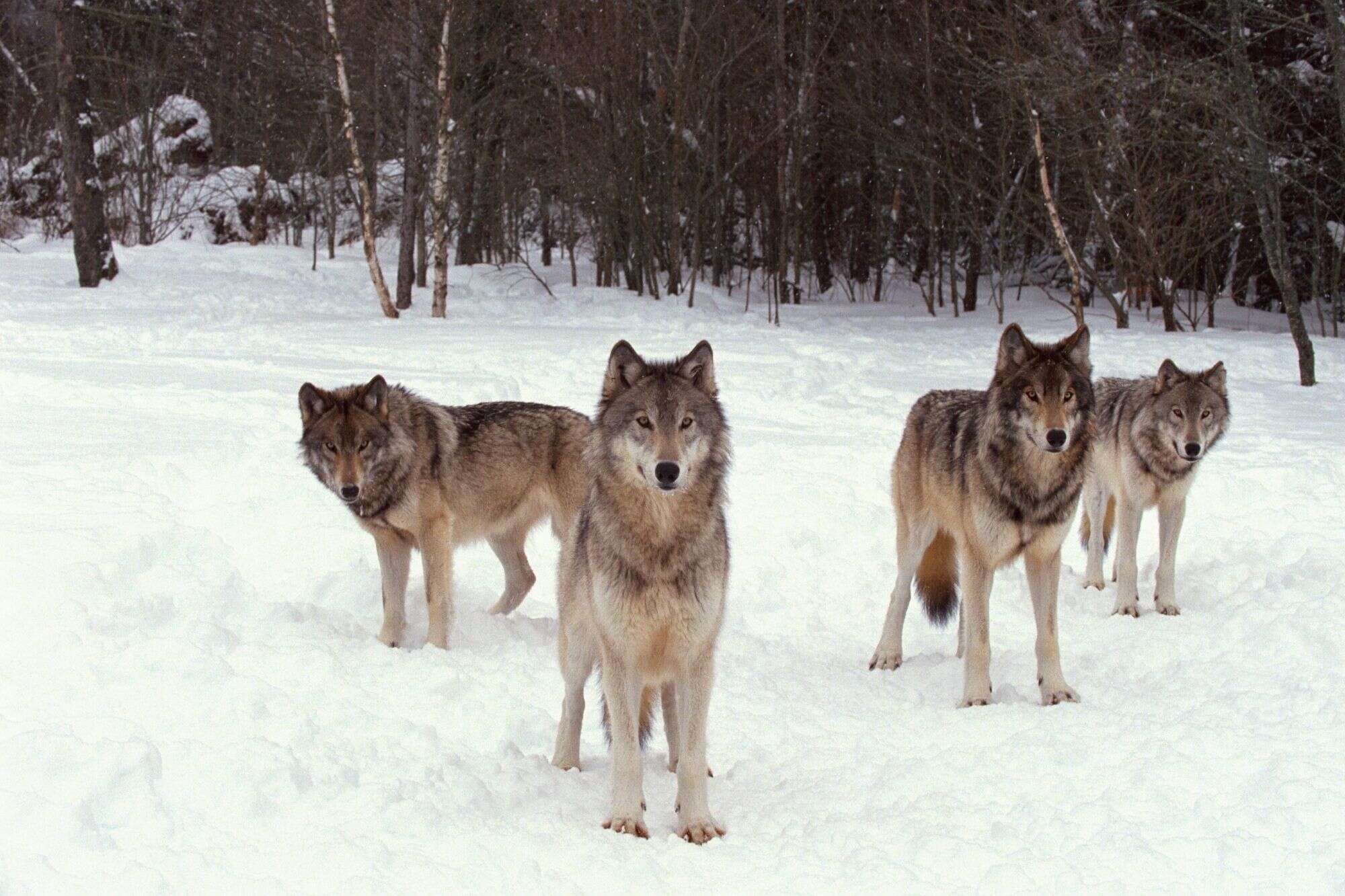 A pack of wolves in a natural setting, illustrating the family-based social structure of real wolf packs.